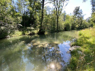 Glatt Nehri boyunca uzanan küçük göller veya göletler boyunca ağaçlarla kaplı bir yaz manzarası - Zuerich veya Zürih, İsviçre (Schweiz)
