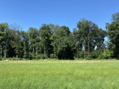Zuerich veya Zürih 'teki parklarda yaz manzarası ve eğlence parkları boyunca İsviçre (Schweiz)