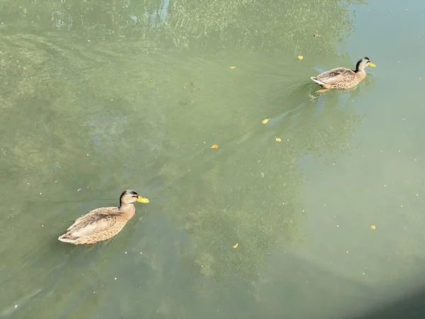 Ducks Small Lakes Ponds Glatt River Zuerich Zurich Switzerland Schweiz — Stock Photo, Image