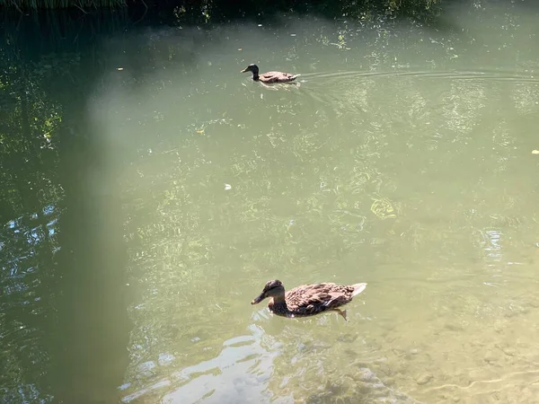 Ducks Small Lakes Ponds Glatt River Zuerich Zurich Switzerland Schweiz — Stock Photo, Image