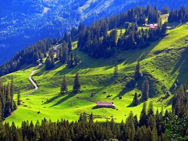 Uri Alp Dağları 'nın yamaçlarında Alp çayırları ve çayırları, Melchtal - Obwald Kantonu, İsviçre (Kanton Obwalden, Schweiz)
