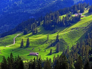 Uri Alp Dağları 'nın yamaçlarında Alp çayırları ve çayırları, Melchtal - Obwald Kantonu, İsviçre (Kanton Obwalden, Schweiz)