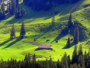 Uri Alp Dağları 'nın yamaçlarında Alp çayırları ve çayırları, Melchtal - Obwald Kantonu, İsviçre (Kanton Obwalden, Schweiz)