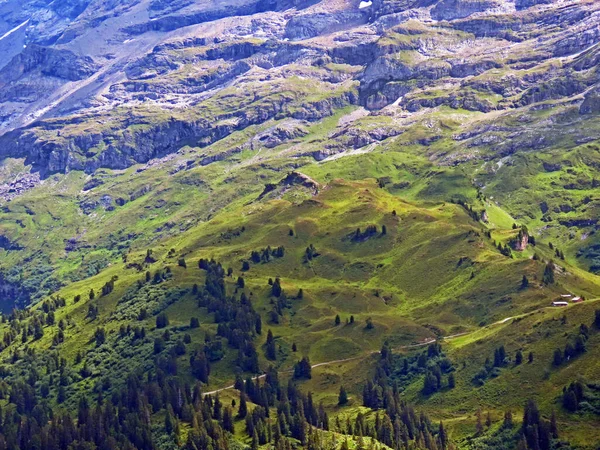 Альпийские Луга Пастбища Склонах Горного Массива Ури Альпы Мелхталь Кантон — стоковое фото