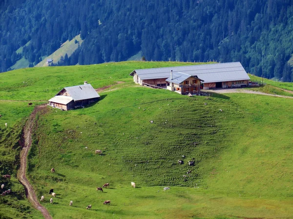 Tradycyjna Architektura Wiejska Rodzinne Gospodarstwa Hodowlane Masywu Górskiego Alp Uri — Zdjęcie stockowe