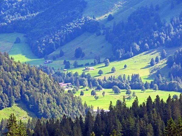 Blandskogar Och Gallrade Träd Sluttningarna Bergsmassivet Uri Alperna Melchtal Kanton — Stockfoto