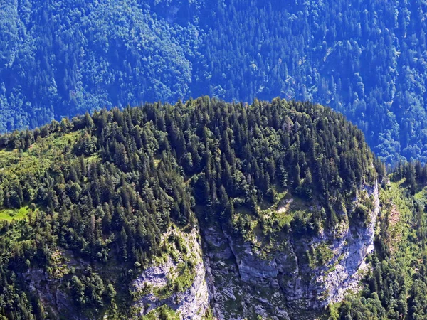 Smíšené Lesy Ztenčené Stromy Svazích Pohoří Uri Alpy Melchtal Kanton — Stock fotografie