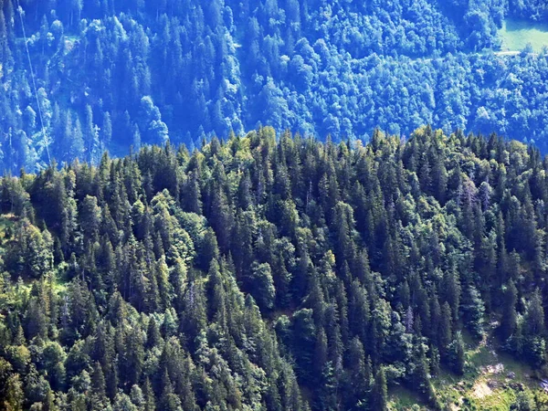 Forêts Mixtes Arbres Éclaircis Sur Les Pentes Massif Des Alpes — Photo