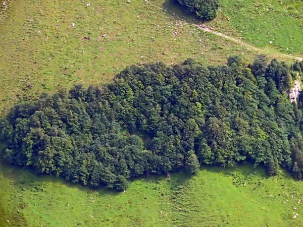 Vegyes Erdők Ritkított Fák Uri Alpok Lejtőin Melchtal Obwald Kanton — Stock Fotó