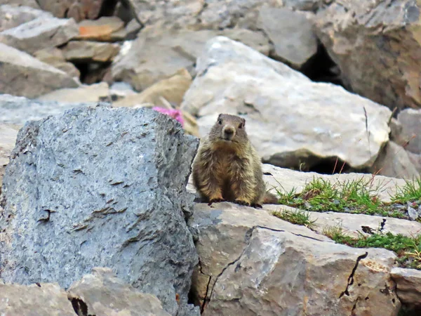 Marmotta Alpina Marmota Marmota Alpenmurmeltier Alpski Svizac Nel Suo Ambiente — Foto Stock