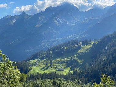 Uri Alp dağlarının yamaçlarında karışık ormanlar ve seyreltilmiş ağaçlar, Melchtal - Obwald Kantonu, İsviçre (Kanton Obwalden, Schweiz)