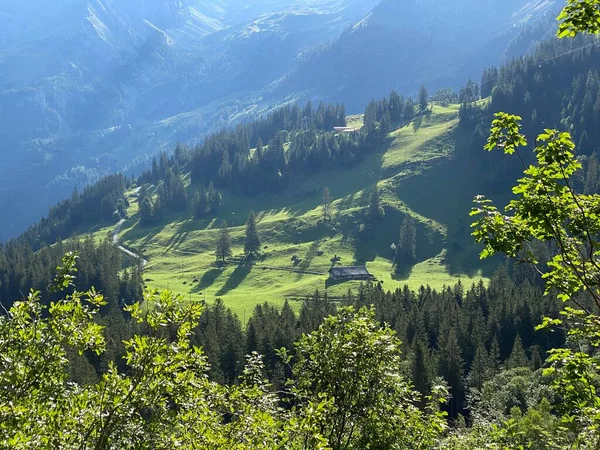 Uri Alp Dağlarının Yamaçlarında Karışık Ormanlar Seyreltilmiş Ağaçlar Melchtal Obwald — Stok fotoğraf