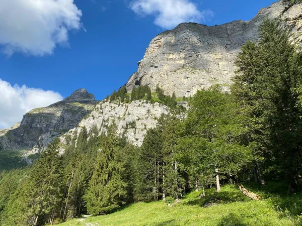 Smíšené Lesy Ztenčené Stromy Svazích Pohoří Uri Alpy Melchtal Kanton — Stock fotografie