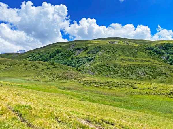 Uri Alp Dağları 'nın yamaçlarında Alp çayırları ve çayırları, Melchtal - Obwald Kantonu, İsviçre (Kanton Obwalden, Schweiz)