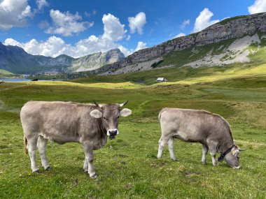 Melchtal Vadisi 'nin yamaçlarındaki çayırlarda inekler ve çayırlarda ve Uri Alpleri' ndeki kalabalık, Melchtal Kantonu (Kanton Obwalden, Schweiz)