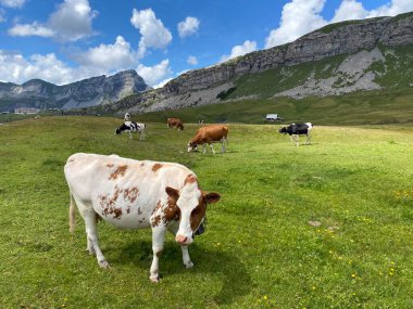 Melchtal Vadisi 'nin yamaçlarındaki çayırlarda inekler ve çayırlarda ve Uri Alpleri' ndeki kalabalık, Melchtal Kantonu (Kanton Obwalden, Schweiz)