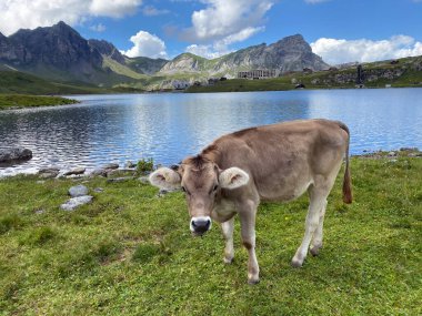 Melchtal Vadisi 'nin yamaçlarındaki çayırlarda inekler ve çayırlarda ve Uri Alpleri' ndeki kalabalık, Melchtal Kantonu (Kanton Obwalden, Schweiz)