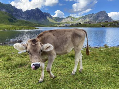 Melchtal Vadisi 'nin yamaçlarındaki çayırlarda inekler ve çayırlarda ve Uri Alpleri' ndeki kalabalık, Melchtal Kantonu (Kanton Obwalden, Schweiz)