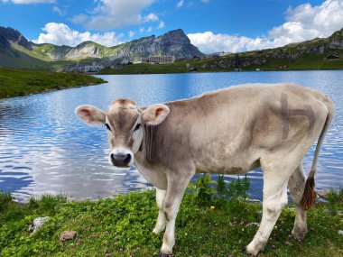 Melchtal Vadisi 'nin yamaçlarındaki çayırlarda inekler ve çayırlarda ve Uri Alpleri' ndeki kalabalık, Melchtal Kantonu (Kanton Obwalden, Schweiz)