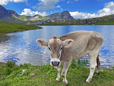 Melchtal Vadisi 'nin yamaçlarındaki çayırlarda inekler ve çayırlarda ve Uri Alpleri' ndeki kalabalık, Melchtal Kantonu (Kanton Obwalden, Schweiz)