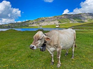 Melchtal Vadisi 'nin yamaçlarındaki çayırlarda inekler ve çayırlarda ve Uri Alpleri' ndeki kalabalık, Melchtal Kantonu (Kanton Obwalden, Schweiz)
