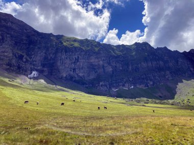Melchtal Vadisi 'nin yamaçlarındaki çayırlarda inekler ve çayırlarda ve Uri Alpleri' ndeki kalabalık, Melchtal Kantonu (Kanton Obwalden, Schweiz)