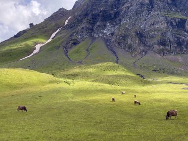 Melchtal Vadisi 'nin yamaçlarındaki çayırlarda inekler ve çayırlarda ve Uri Alpleri' ndeki kalabalık, Melchtal Kantonu (Kanton Obwalden, Schweiz)
