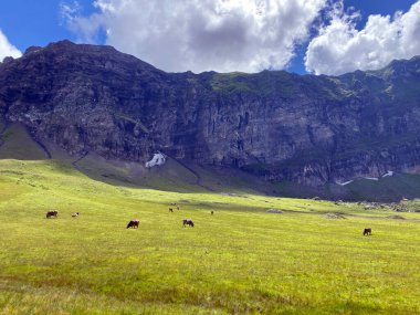 Melchtal Vadisi 'nin yamaçlarındaki çayırlarda inekler ve çayırlarda ve Uri Alpleri' ndeki kalabalık, Melchtal Kantonu (Kanton Obwalden, Schweiz)