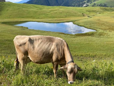 Melchtal Vadisi 'nin yamaçlarındaki çayırlarda inekler ve çayırlarda ve Uri Alpleri' ndeki kalabalık, Melchtal Kantonu (Kanton Obwalden, Schweiz)