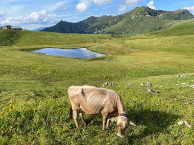 Melchtal Vadisi 'nin yamaçlarındaki çayırlarda inekler ve çayırlarda ve Uri Alpleri' ndeki kalabalık, Melchtal Kantonu (Kanton Obwalden, Schweiz)