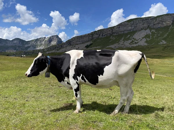 Krowy Łąkach Pastwiskach Zboczach Doliny Alpejskiej Melchtal Masywie Alp Uri — Zdjęcie stockowe