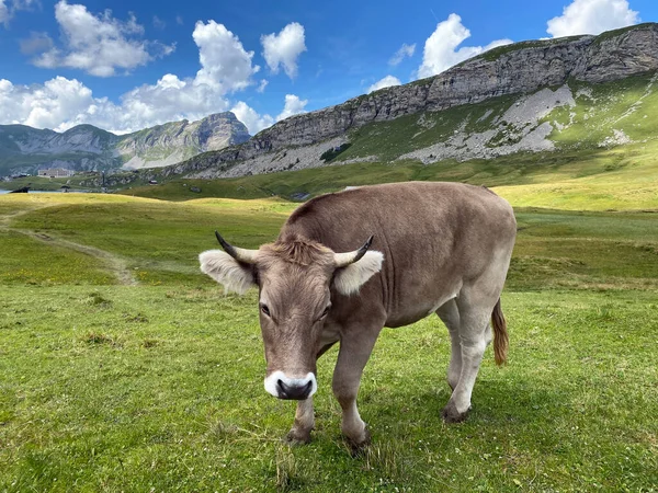 Melchtal Vadisi 'nin yamaçlarındaki çayırlarda inekler ve çayırlarda ve Uri Alpleri' ndeki kalabalık, Melchtal Kantonu (Kanton Obwalden, Schweiz)