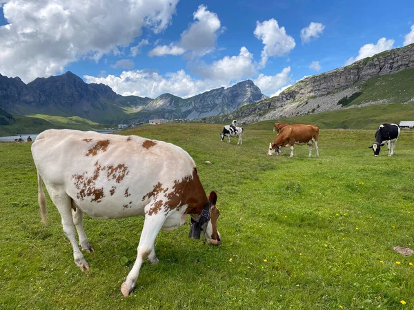 Melchtal Vadisi 'nin yamaçlarındaki çayırlarda inekler ve çayırlarda ve Uri Alpleri' ndeki kalabalık, Melchtal Kantonu (Kanton Obwalden, Schweiz)