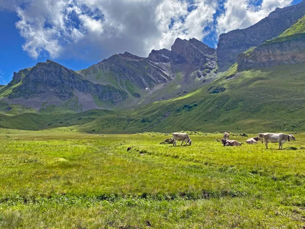 Melchtal Vadisi 'nin yamaçlarındaki çayırlarda inekler ve çayırlarda ve Uri Alpleri' ndeki kalabalık, Melchtal Kantonu (Kanton Obwalden, Schweiz)