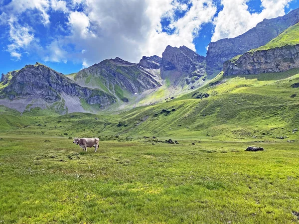 高山の谷の斜面の牧草地や牧草地で牛メルカルとウリアルプスの大規模な牛 メルカル オバルドのカントン スイス カントンObwalden スイス — ストック写真