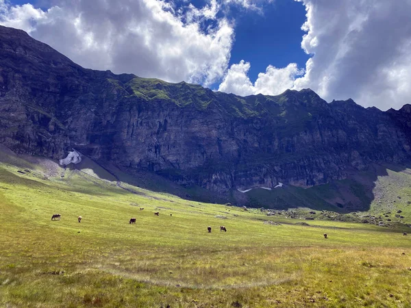 Melchtal Vadisi 'nin yamaçlarındaki çayırlarda inekler ve çayırlarda ve Uri Alpleri' ndeki kalabalık, Melchtal Kantonu (Kanton Obwalden, Schweiz)
