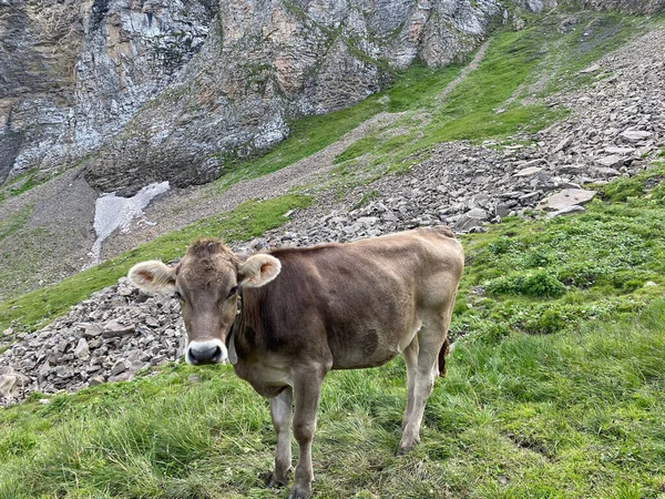 Cows Meadows Pastures Slopes Alpine Valley Melchtal Uri Alps Massif — Stock Photo, Image