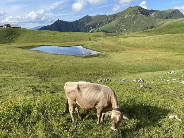 Cows Meadows Pastures Slopes Alpine Valley Melchtal Uri Alps Massif — Stock Photo, Image