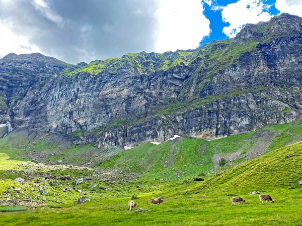 Alp tepeleri Glogghues (veya Glogghus) ve Fulenberg Melchsee Gölü 'nün yukarısında ve Uri Alpleri dağ kitlesi Melchtal' da (Kanton Obwalden, Schweiz)