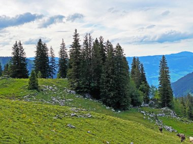 Evergreen Ormanı veya Uri Alp dağlarının yamaçlarındaki kozalaklı ağaçlar, Melchtal - Obwald Kantonu, İsviçre (Kanton Obwalden, Schweiz)