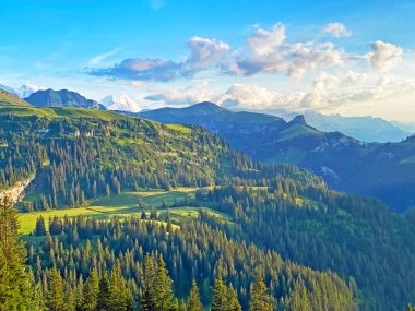 Evergreen Ormanı veya Uri Alp dağlarının yamaçlarındaki kozalaklı ağaçlar, Melchtal - Obwald Kantonu, İsviçre (Kanton Obwalden, Schweiz)