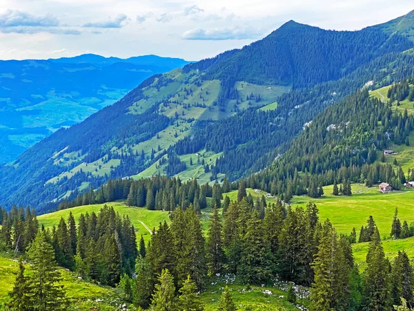 Floresta Perene Árvores Coníferas Nas Encostas Maciço Montanhoso Dos Alpes — Fotografia de Stock