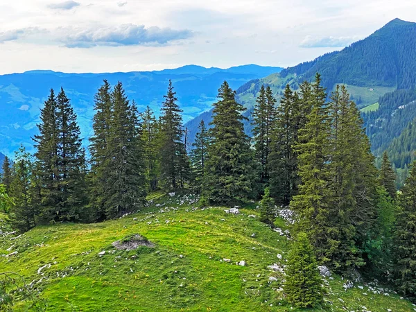 Evergreen Les Nebo Jehličnany Svazích Pohoří Uri Alpy Melchtal Kanton — Stock fotografie