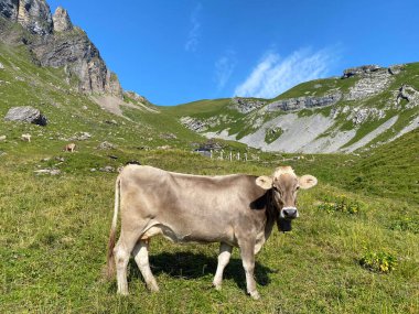Melchtal Vadisi 'nin yamaçlarındaki çayırlarda inekler ve çayırlarda ve Uri Alpleri' ndeki kalabalık, Melchtal Kantonu (Kanton Obwalden, Schweiz)