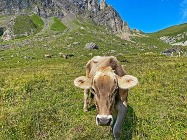 Melchtal Vadisi 'nin yamaçlarındaki çayırlarda inekler ve çayırlarda ve Uri Alpleri' ndeki kalabalık, Melchtal Kantonu (Kanton Obwalden, Schweiz)
