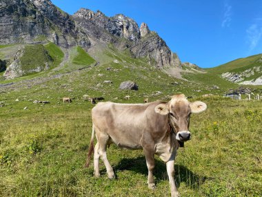 Melchtal Vadisi 'nin yamaçlarındaki çayırlarda inekler ve çayırlarda ve Uri Alpleri' ndeki kalabalık, Melchtal Kantonu (Kanton Obwalden, Schweiz)