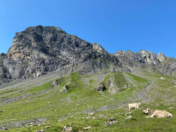 Vacas Nos Prados Pastagens Nas Encostas Vale Alpino Melchtal Maciço — Fotografia de Stock