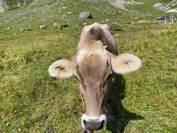 Vacas Nos Prados Pastagens Nas Encostas Vale Alpino Melchtal Maciço — Fotografia de Stock