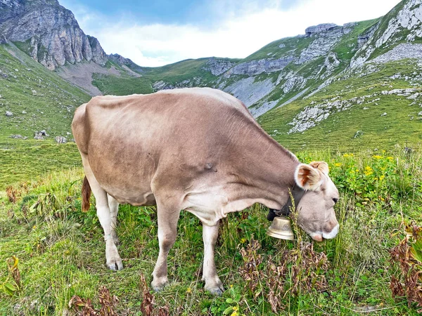 Tehenek Réteken Legelőkön Alpesi Melchtal Völgy Lejtőin Uri Alpokban Melchtal — Stock Fotó