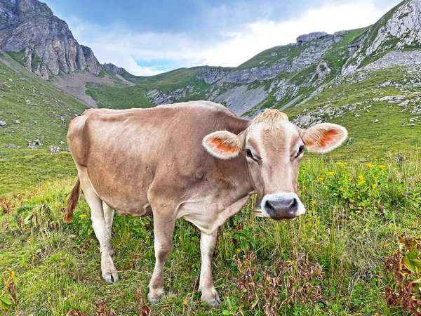 Tehenek Réteken Legelőkön Alpesi Melchtal Völgy Lejtőin Uri Alpokban Melchtal — Stock Fotó